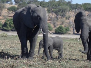 elephants