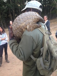 pangolin