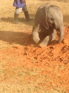 ellie-in-dirt